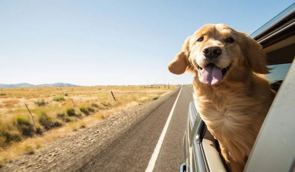 A Comprehensive Overview of Pet Travel Services